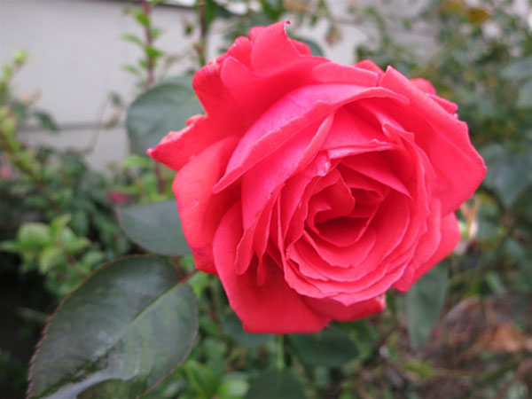 Canon PowerShot S100 khử nhiễu tốt