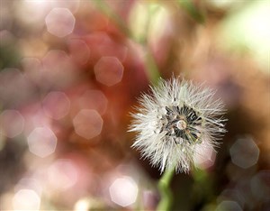 Những bức ảnh có bokeh đẹp