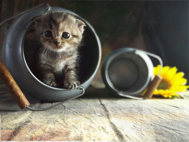 Ảnh chụp từ điện thoại đầu tiên có camera điều chỉnh khẩu độ