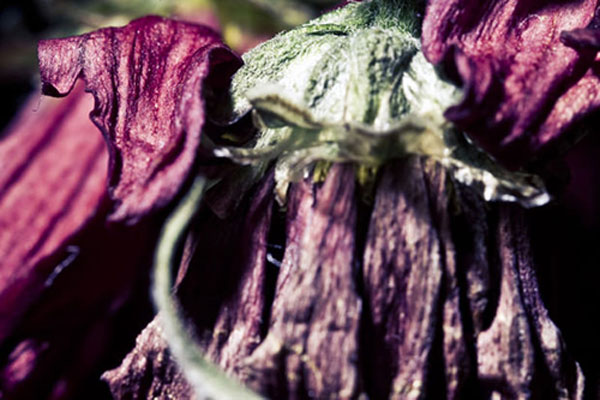 5D Mark II dùng làm 'phim máy ảnh'