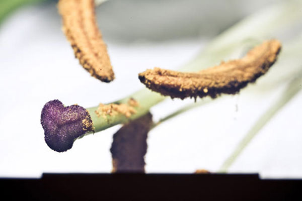 5D Mark II dùng làm 'phim máy ảnh'