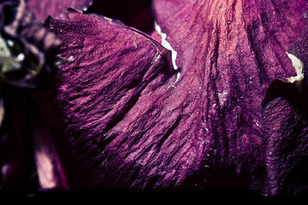 5D Mark II dùng làm 'phim máy ảnh'