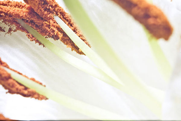 5D Mark II dùng làm 'phim máy ảnh'