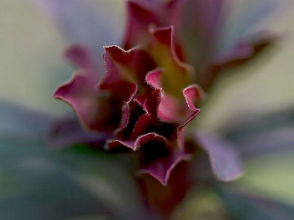 Kinh nghiệm chụp thiên nhiên dưới góc ảnh macro