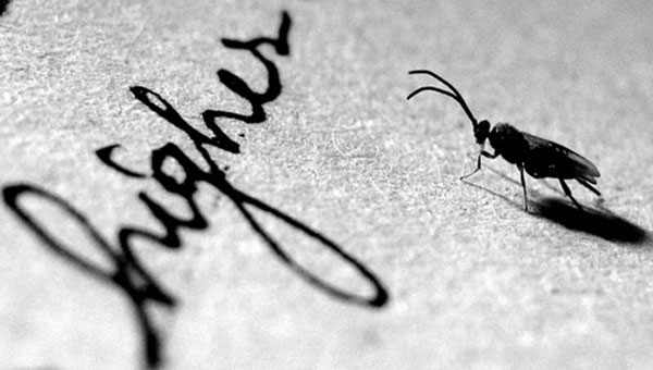 Kinh nghiệm chụp thiên nhiên dưới góc ảnh macro