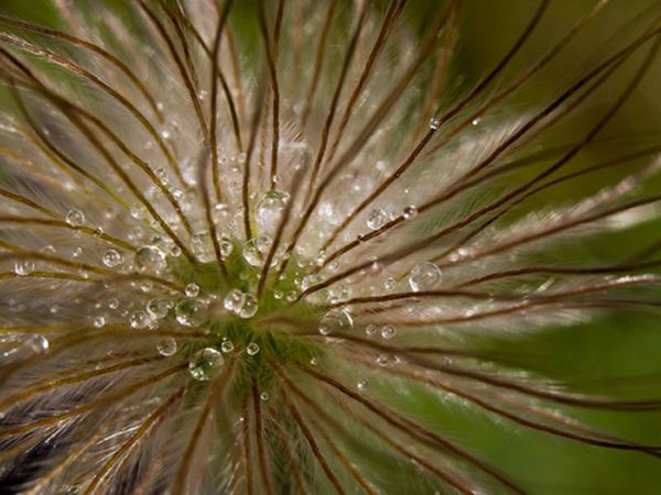 Kinh nghiệm chụp thiên nhiên dưới góc ảnh macro