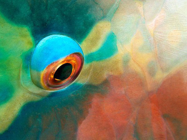 Kinh nghiệm chụp thiên nhiên dưới góc ảnh macro