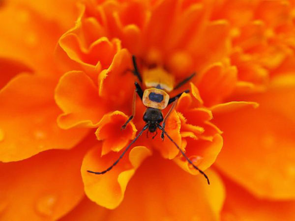 Kinh nghiệm chụp thiên nhiên dưới góc ảnh macro