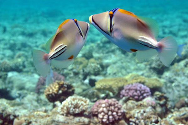 10 kỹ thuật sáng tạo ảnh với nước