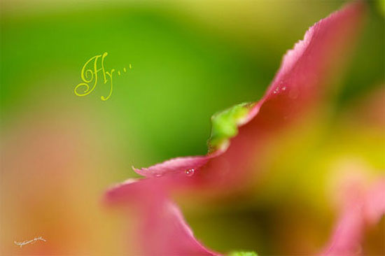 Tìm hiểu chụp cận cảnh - Đảo ngược ống kính