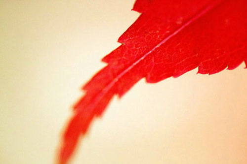 Tìm hiểu chụp cận cảnh - Đầu tư ống macro đúng nghĩa