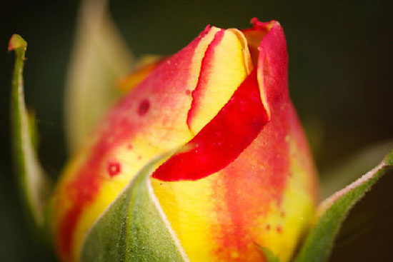 Tìm hiểu chụp cận cảnh - Đầu tư ống macro đúng nghĩa