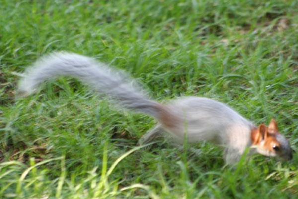 Tự học chụp ảnh - Tốc độ cửa trập