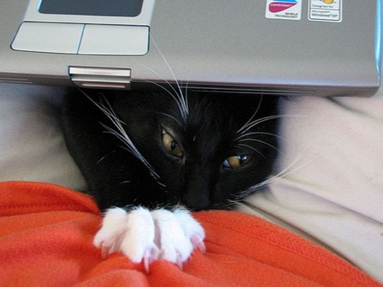 Hiện tượng bốc mùi trên một số máy tính xách tay Dell 6430u Laptop Dell 6430u có mùi khó ngửi