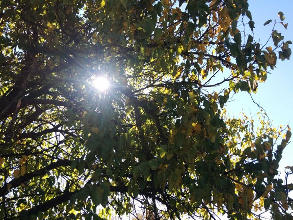 Android L 5.0 hỗ trợ chụp ảnh định dạng không nén Android L 5.0 hỗ trợ chụp ảnh định dạng không nén