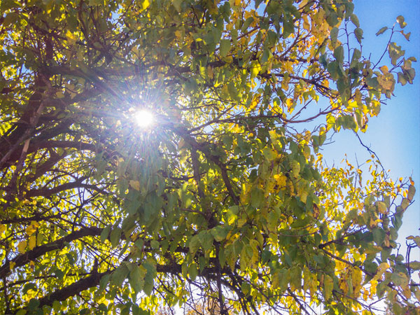 Android L 5.0 hỗ trợ chụp ảnh định dạng không nén Android L 5.0 hỗ trợ chụp ảnh định dạng không nén