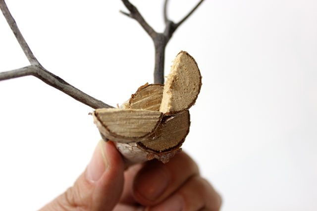 Dính tai tuần lộc