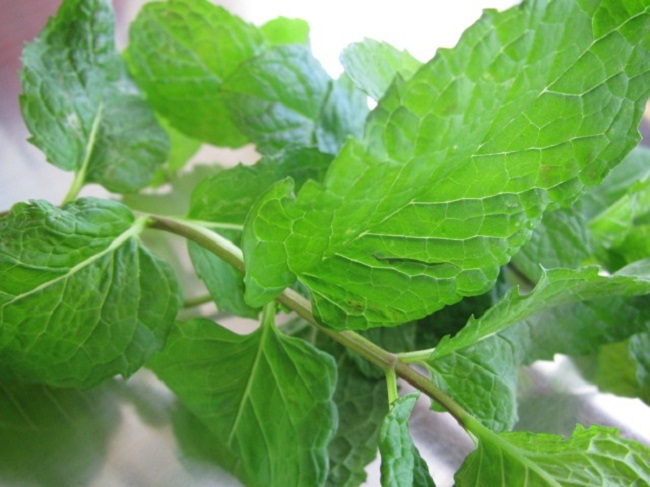 Diệt ruồi bằng bạc hà