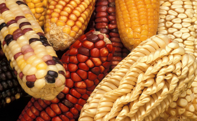 Thực phẩm biến đổi gen