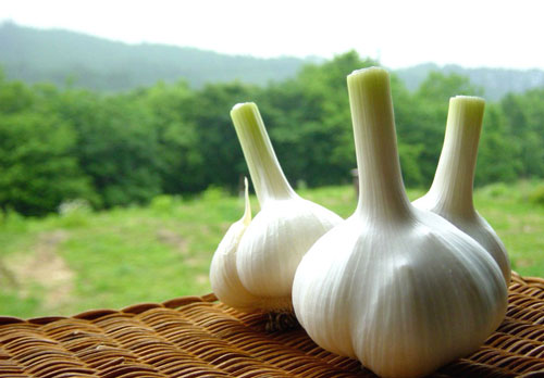 Tỏi Tỏi