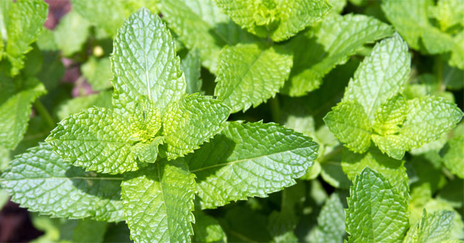 Sử dụng nguyên liệu đuổi muỗi có sẵn, an toàn trong gia đình