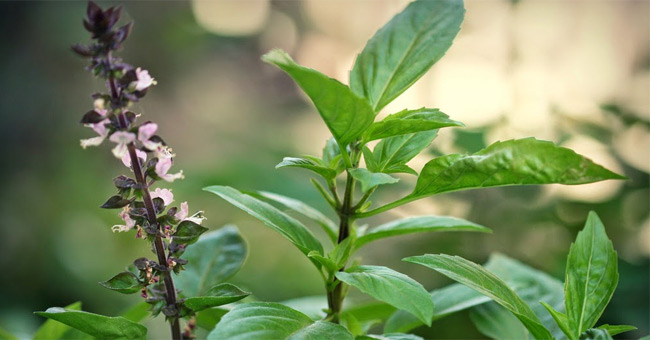 Sử dụng nguyên liệu đuổi muỗi có sẵn, an toàn trong gia đình