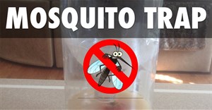 Hướng dẫn làm bẫy bắt muỗi siêu hiệu quả