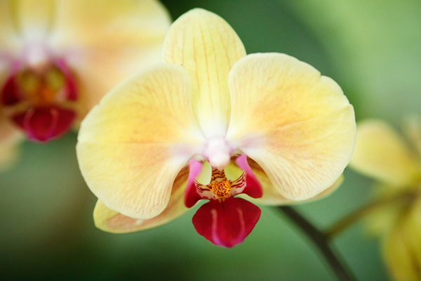 Nâng cao tốc độ màn trập Kỹ thuật phơi sáng