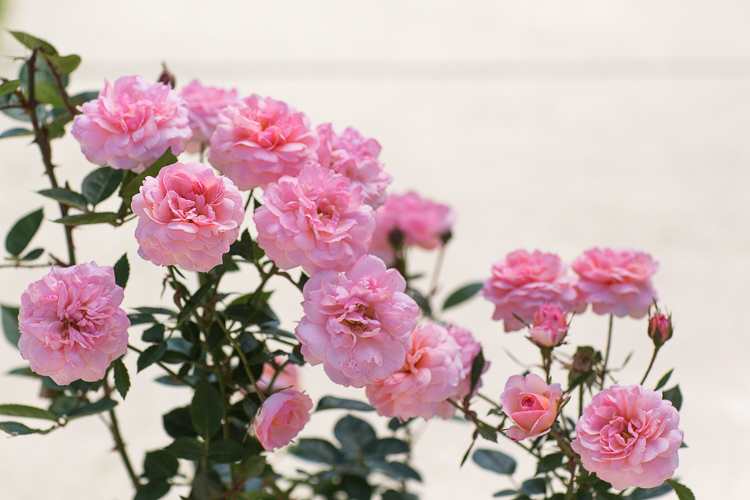 Wunderschöne Blumenfotografie