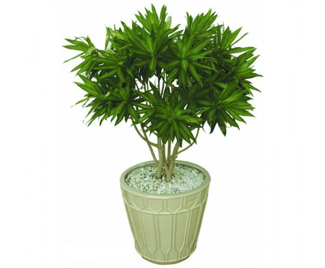 Cây trúc mây Cây trúc mây