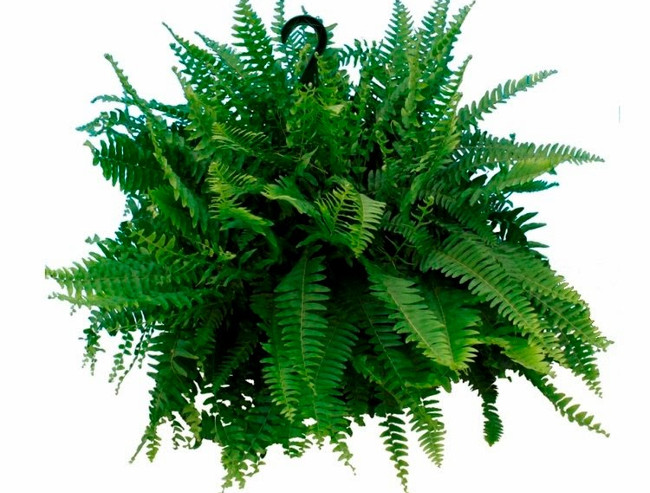 Cây dương xỉ Mỹ Cây dương xỉ Mỹ