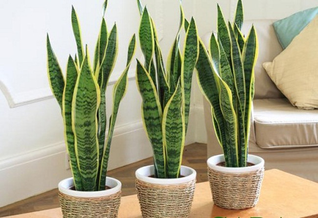 Cây lưỡi hổ Cây lưỡi hổ