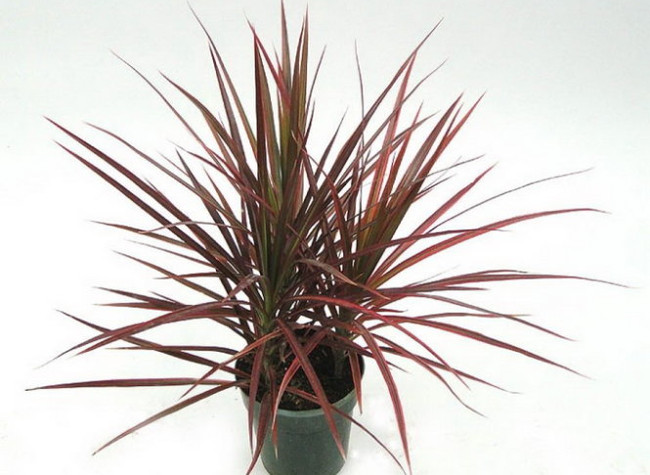 Phất dụ mảnh Phất dụ mảnh