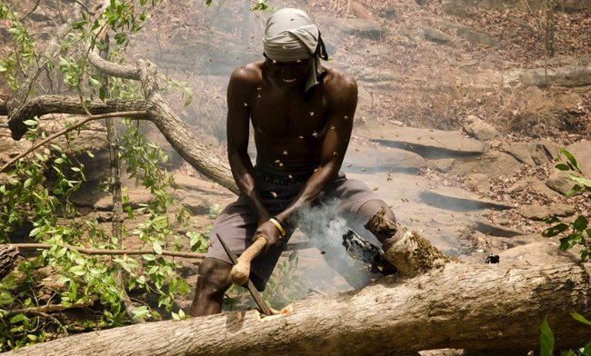 Tổ ong ở trên cao