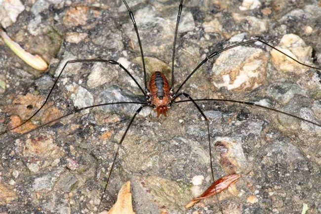 Một số loài nhện Daddy Longlegs lớn có thể chỉ sống được trên dưới 2 năm 