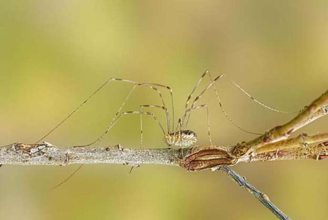Nghi thức giao phối của loài nhện Daddy Longlegs cho đến nay vẫn là một bí ẩn. 