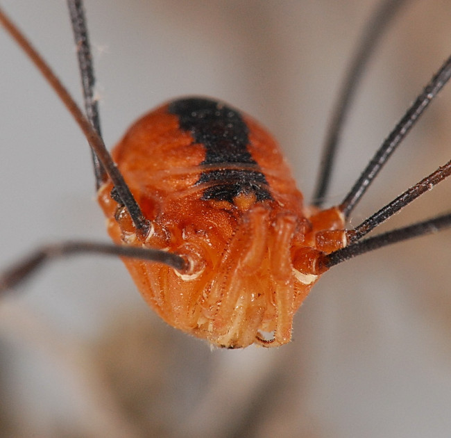 Daddy Longlegs hoàn toàn vô hại, chúng không có răng nanh, không có nọc độc.