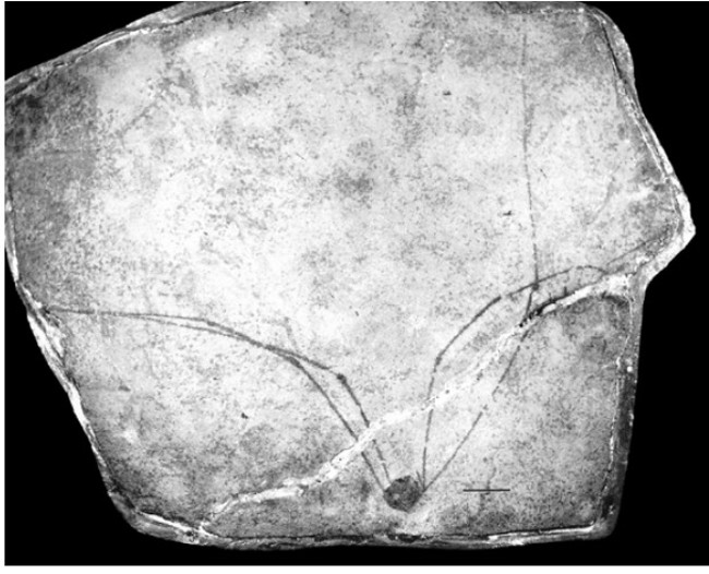 Các nhà khoa học đã khá bất ngờ khi phát hiện ra một hóa thạch 400 triệu năm tuổi của một con nhện Daddy Longlegs ở Scotland. Điều này cho thấy chúng có mặt trên Trái đất trước cả loài khủng long hàng trăm triệu năm.