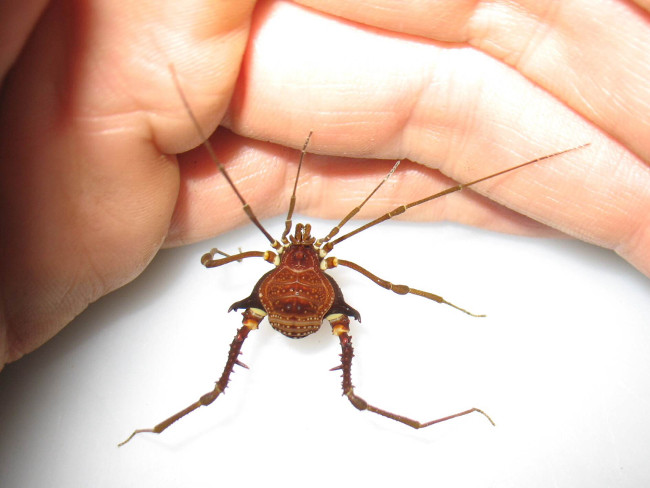 Ngoài cái tên "Bố yêu chân dài" chúng còn có những cái tên khác như "Harvestmen" hoặc "Shepherd Spiders". Tuy vậy chúng đều có tên khoa học thực sự là Opiliones.