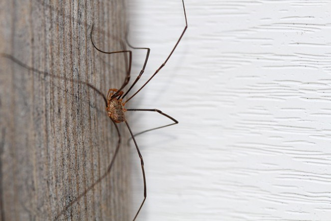 Mặc dù sở hữu đôi chân dài nhưng loài nhện dị biệt Daddy Longlegs không di chuyển nhiều, chúng dành phần lớn cuộc đời của mình ở các khe nhỏ tại các các vị trí hẻo lánh.