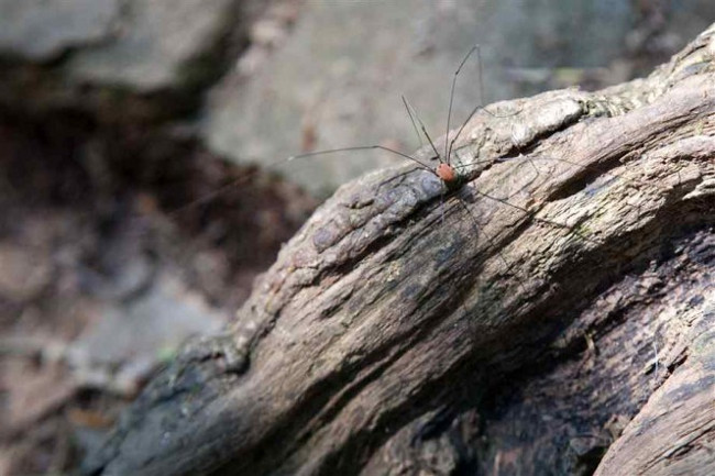 Daddy Longlegs có thể giả vờ chết, ngụy trang chính mình và thậm chí sản xuất một loại hóa chất có mùi hôi cực mạnh có thể đẩy lùi kẻ thù.