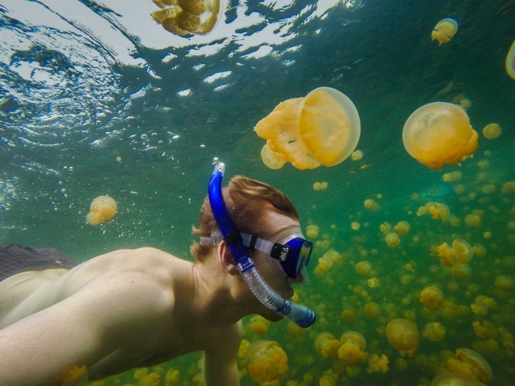 Hồ Ongeim L'Tketau, Palau là vương quốc độc quyền của loài sứa vàng trong suốt