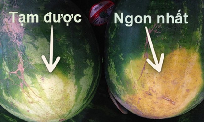 Vỏ tiếp giáp với đất