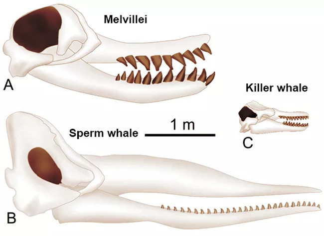 Kích thước hốc thái dương của Melvillei, cá nhà táng (Sperm whale), và cá voi sát thủ (Killer whale)