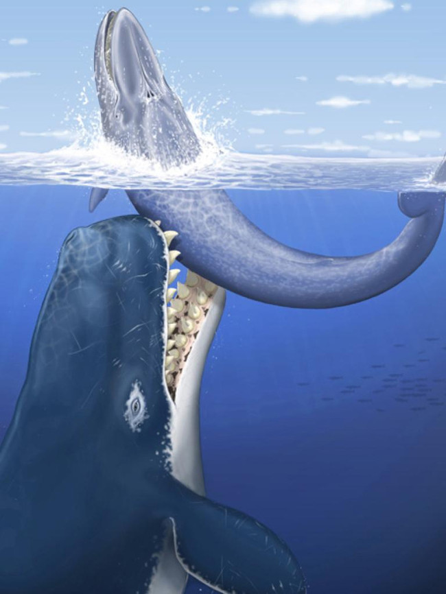 Kích thước hốc thái dương của Melvillei, cá nhà táng (Sperm whale), và cá voi sát thủ (Killer whale)