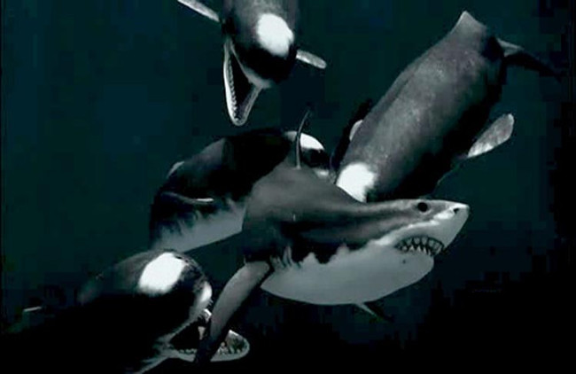 Melvillei đi săn theo đàn 