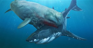 Quái vật cổ đại nào có khả năng giết cả siêu cá mập Megalodon?