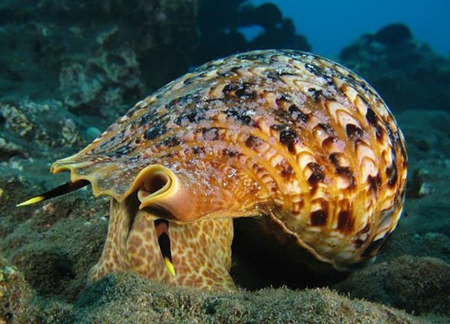 Loài sên lớn nhất thế giới - Charonia tritonis - sống dưới đáy biển Loài sên lớn nhất thế giới - Charonia tritonis - sống dưới đáy biển