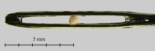 Loài sên Angustopila dominikae với chiều dài khoảng... 0,7mm Loài sên Angustopila dominikae với chiều dài khoảng... 0,7mm