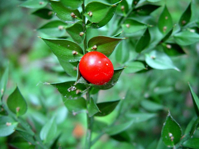 Thực tế, những chiếc lá chính là thân cây đã tiến hóa thành hình dạng mỏng nên vẫn có đầy đủ chức năng cần thiết